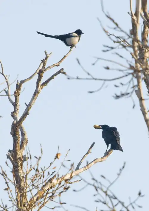 乌鸦与喜鹊