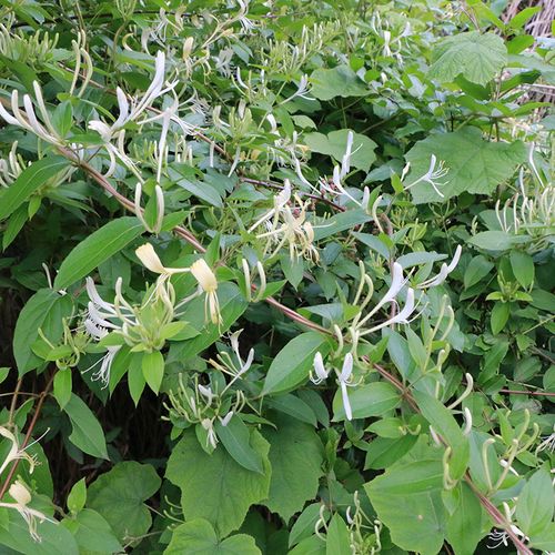 奥淼抓中草药白茯苓实体店发品质专卖中药材店铺批药材