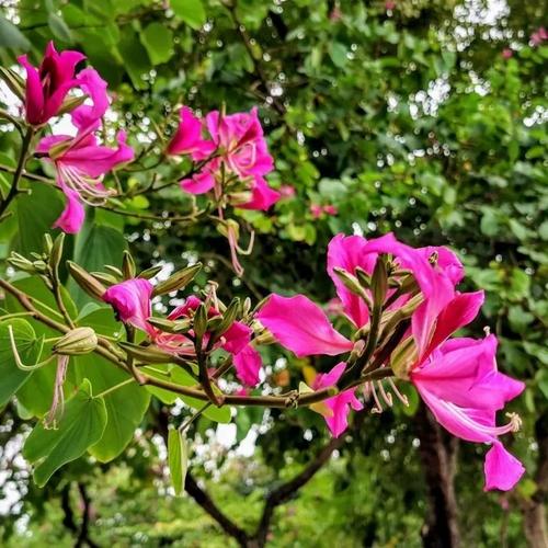 羊蹄甲种子药用玲甲花洋紫荆种子红花紫荆香港紫荆花直立灌木树籽