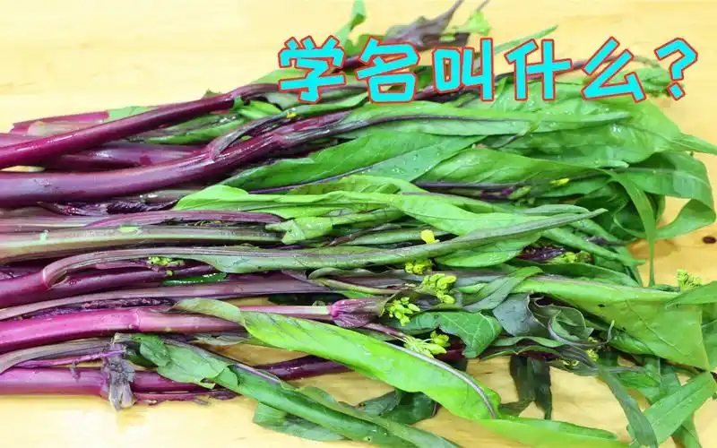 红油菜堪称蔬菜中的奢侈品春节期间炒一盘上桌盘子都要舔干净