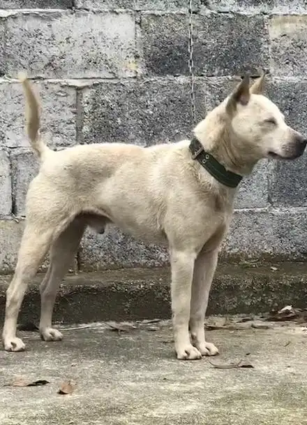 广西土猎犬,快两年