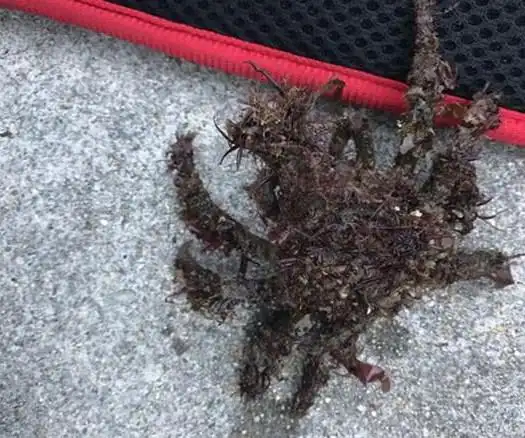 有人钓上来浑身长毛的蟹网友老规矩排除法肯定不是帝王蟹