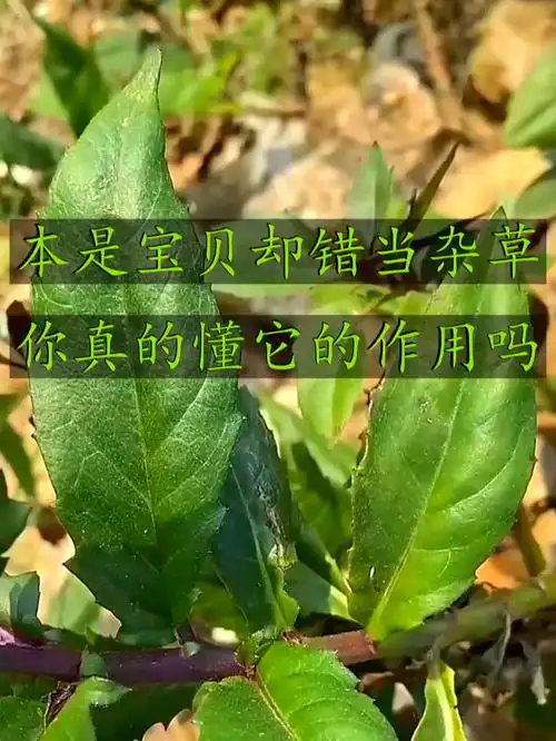 红凤菜也叫血皮菜,是大自然给咱的宝贝,养元气效果着实不一般