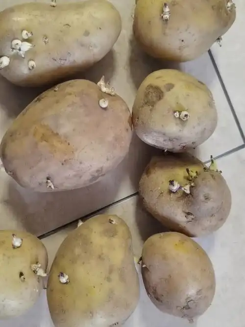 土豆发芽咋办