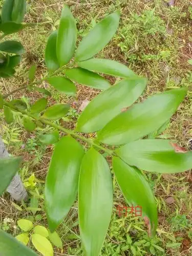 防治 病害 虫害 主要价值 观赏作用 药用功效 经济作用 植物文化 竹柏