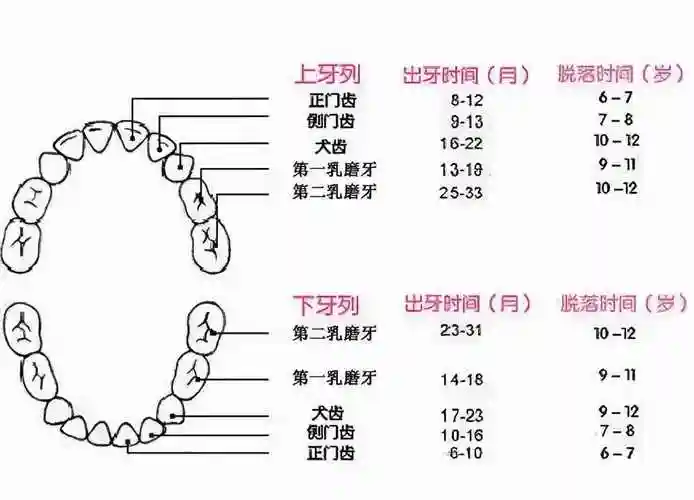 人们在一生当中,包括智齿在内,会萌出28颗至32颗牙齿,每一颗牙齿都有