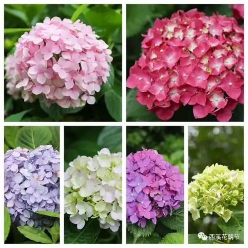 五彩斑斓的绣球花,惊艳了这个初夏