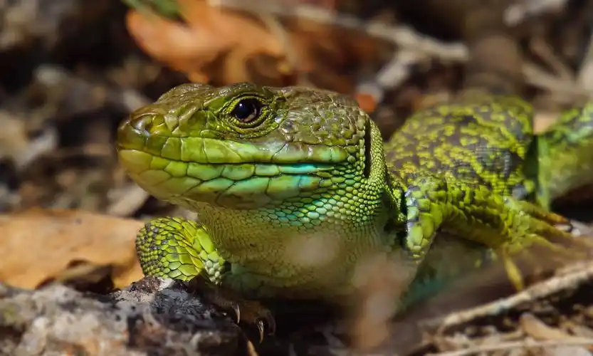 异国情调的动物, 野生动物, 野生的, 绿蜥蜴, 性质, 爬行动物
