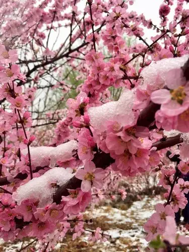 桃花雪(手机随拍)