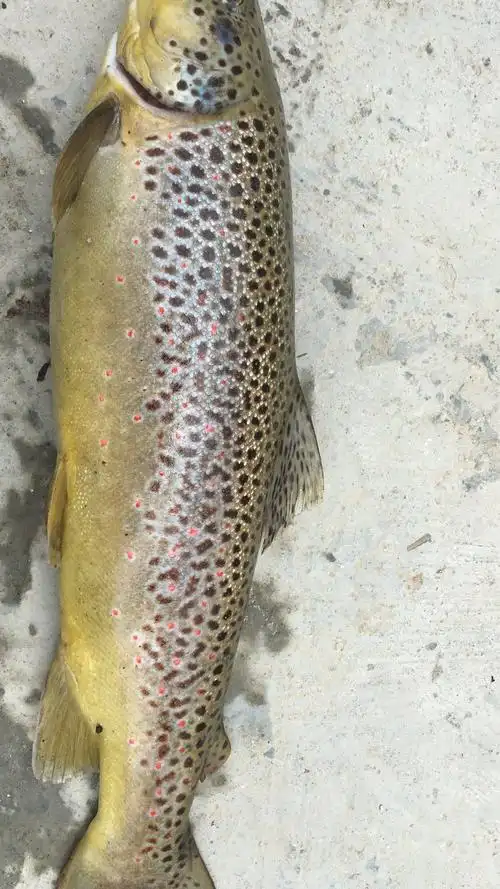 雪域冰川河谷孕育的世间珍品—西藏亚东鲑鱼