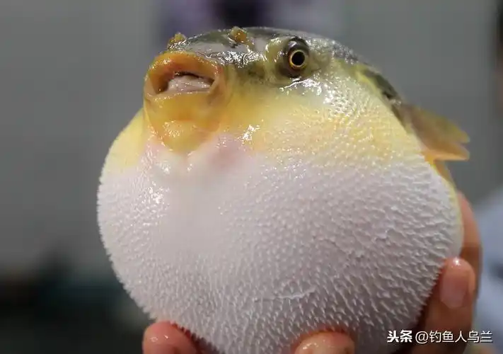河豚的习性,小小的科普