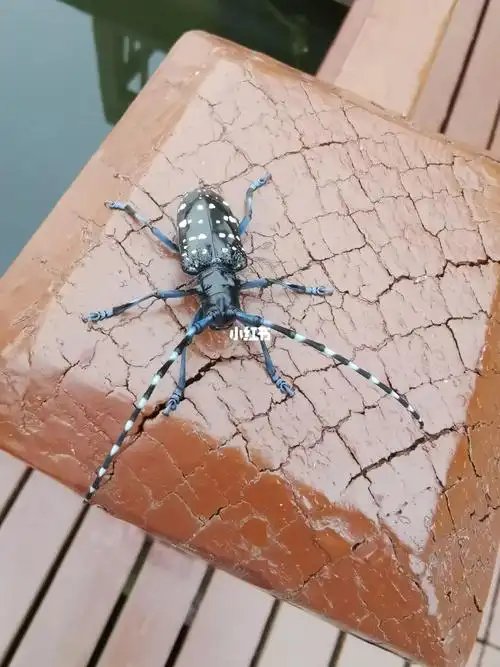 我们叫老黄牛_宠物_宠物_宠物其他