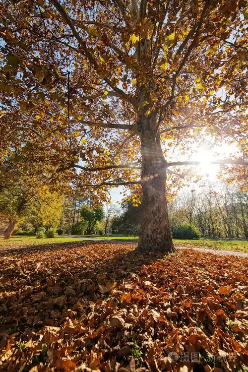 随着落叶树
