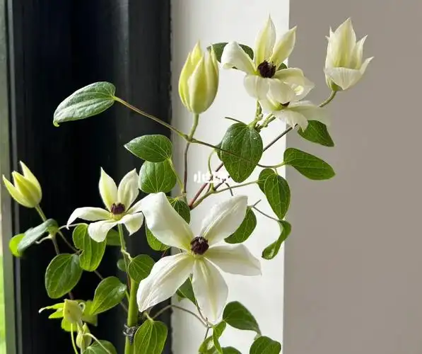 白色切花铁线莲