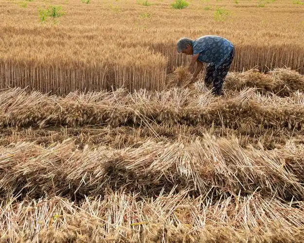 豫北收麦时节