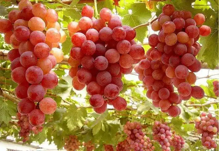 春季宜食水果推荐,美味不可抵挡 - 美篇