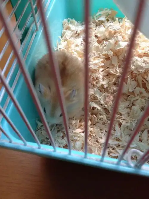 三线仓鼠可以跟什么仓鼠交配