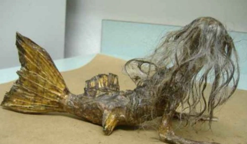 西方有人鱼,南海有鲛人!美人鱼不是传说,学名叫作黑鳞鲛人!