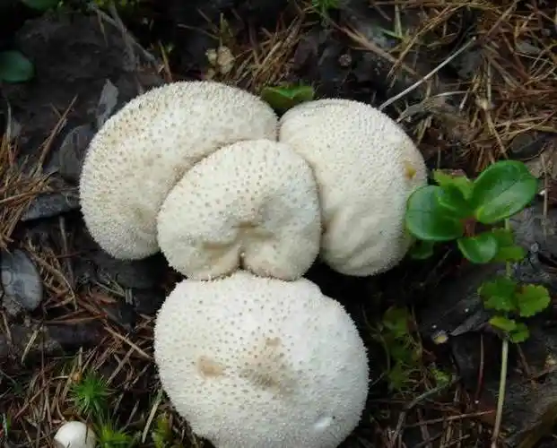 掉了馒头在地上,其实它是1种蘑菇,个头有大有小,菌体内会释放一种气体