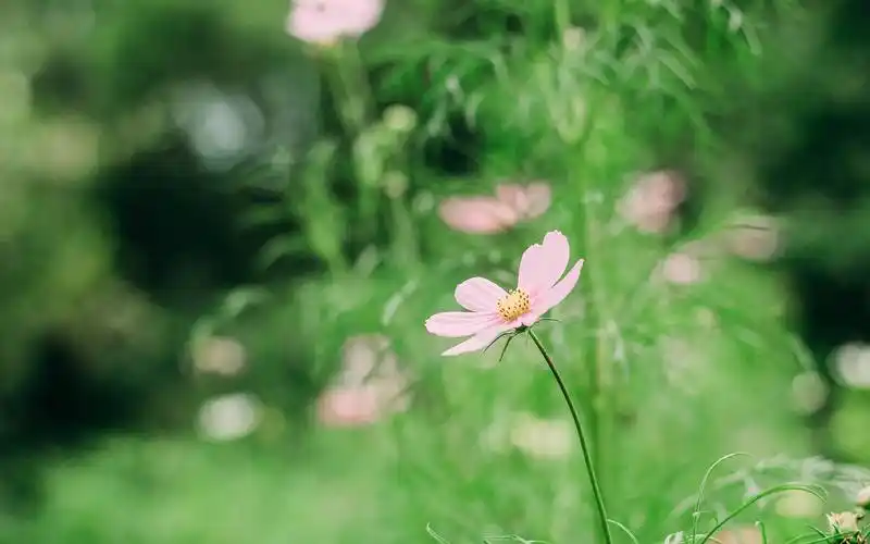 好看的绿色系壁纸,护眼又清新,喜欢就赶紧下载吧!