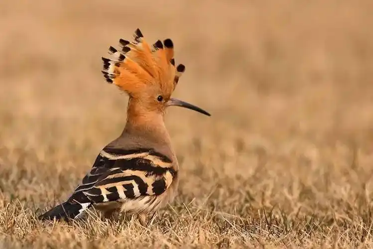 神木一酒店突然飞来一只黑白花翅,长嘴怪鸟,没想到竟是只