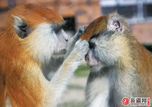 两只赤猴互相挠痒痒.