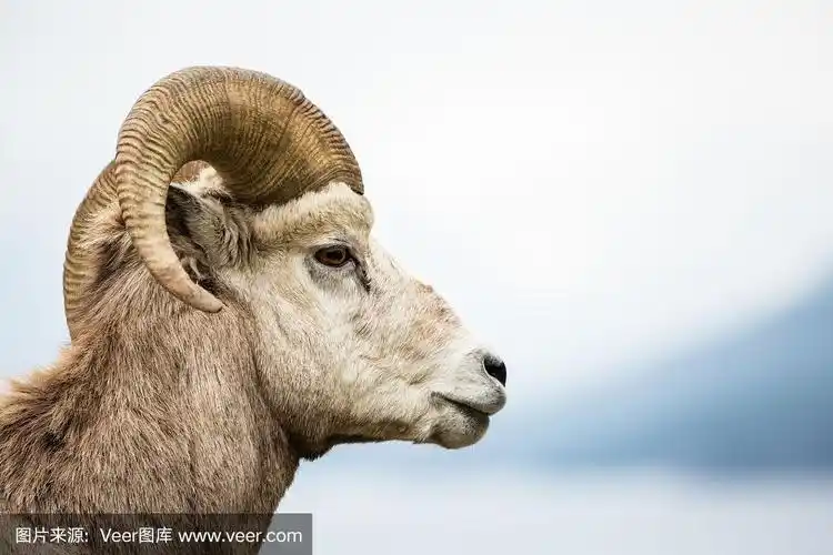 大角羊公羊侧视图,背景为灰色