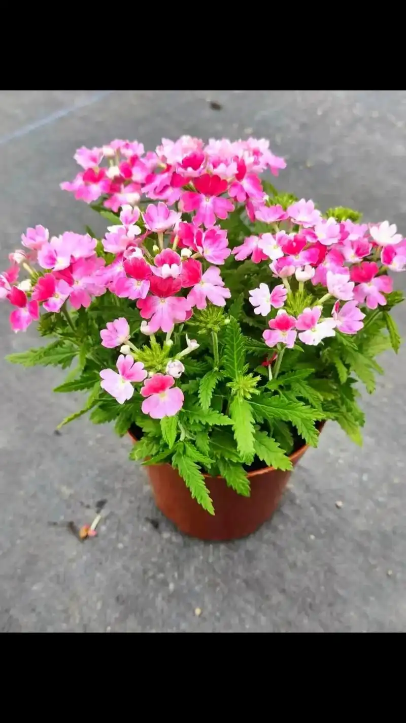 美女樱是美丽又好养的花卉,它的养护并不复杂, - 抖音