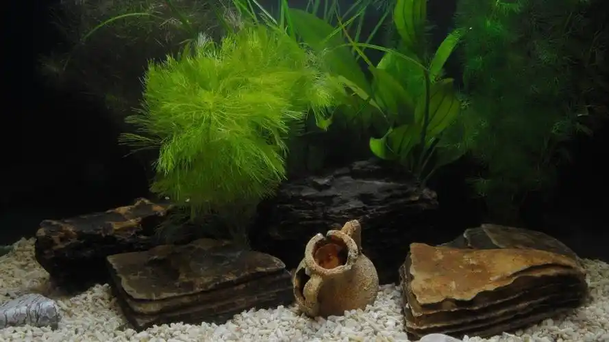 鱼缸装饰壁纸1920x1080分辨率查看