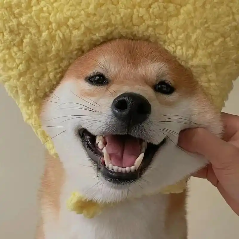 微信单身狗必备头像