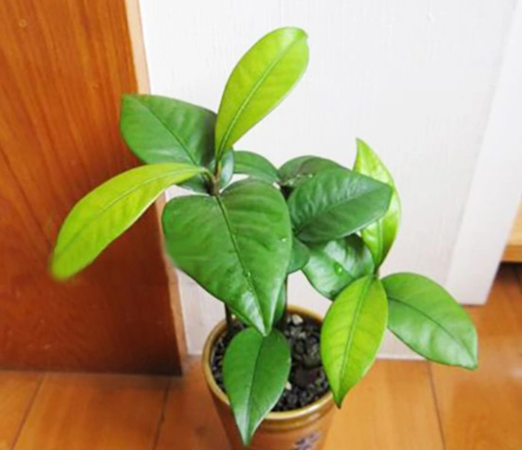 山竹长得很慢,如图是五个月之后的样子,一盆山竹盆栽就培养好了,至于