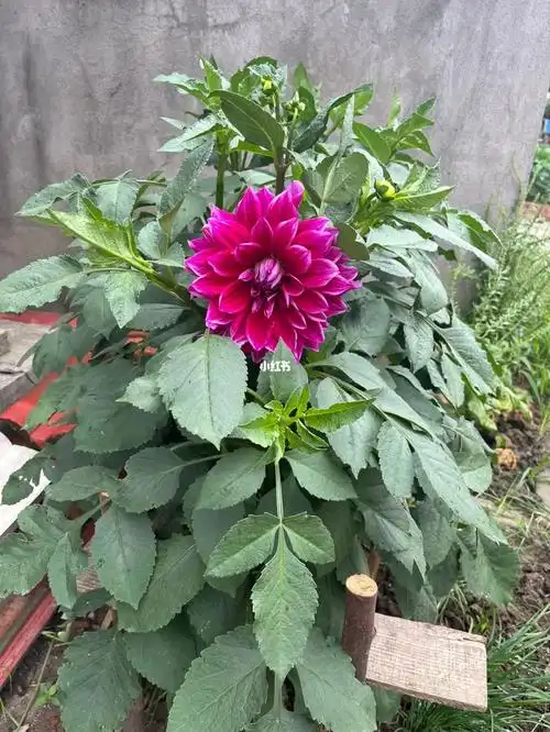 大丽花根球能吃吗