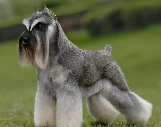 来自德国的雪纳瑞一共有大型,标准型,小型等三种品种,其中标准型和