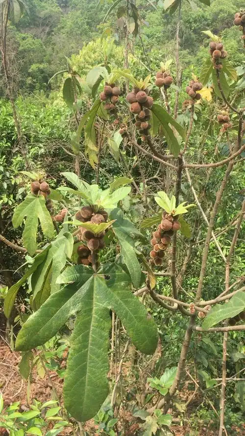 这五指毛桃什么水平?