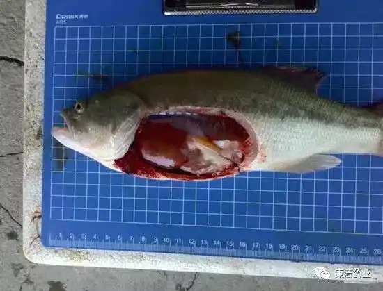 康洁0375如何解剖鱼体检查肝胆状况_肝脏