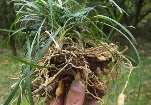 肺癌患者不能做手术只能等死中医草药带来生机