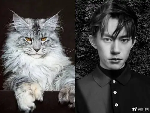 猫系男友易烊千玺,什么时候把铁头的照片放出来让我们康康呢