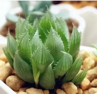 多肉植物水晶琉璃莲玉露耐阴多肉盆栽迷你多肉花园桌面盆栽