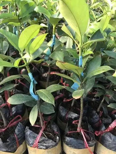 山竹树苗 正宗泰国山竹嫁接苗 广西带土带叶发货,包邮