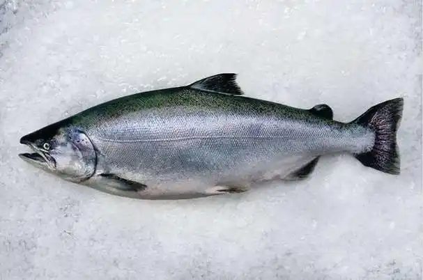 三文鱼是鲑鱼吗(三文鱼属于什么鱼) - 冠木百科