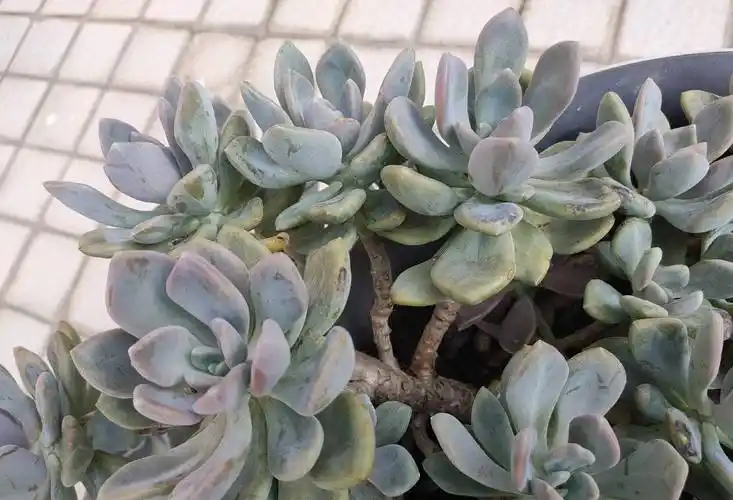 2种普通又皮实的多肉,枝叶旺颜色美易繁殖,养好了一样是精品