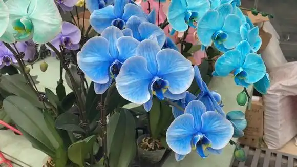 有人问有没有蓝色的蝴蝶兰,这就是染色的蝴蝶兰-生活视频-搜狐视频