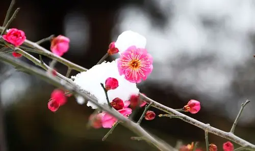 红梅傲雪报新春