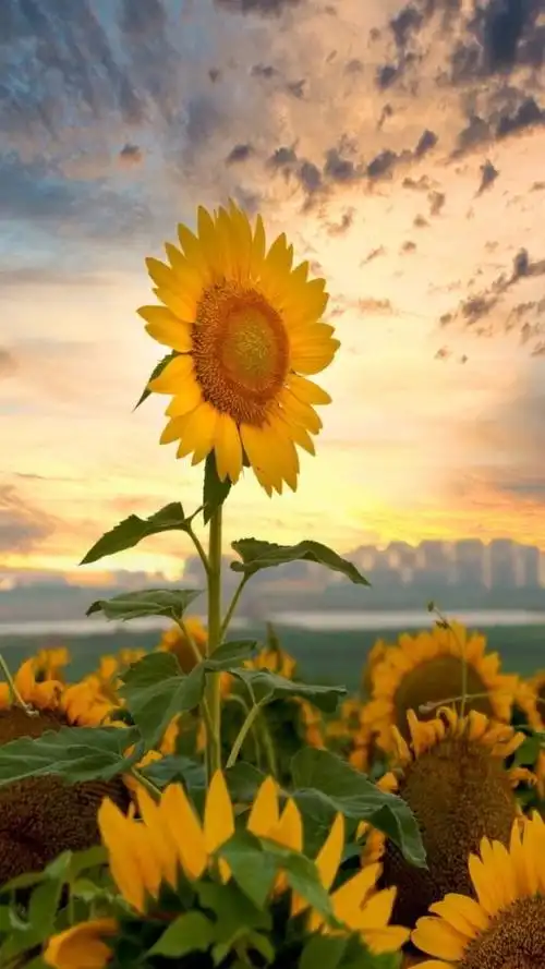 像向日葵一样心向太阳