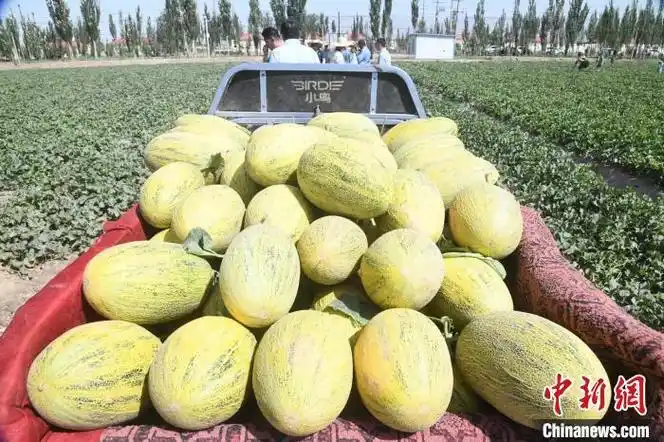 新疆伽师25万亩伽师瓜大量采摘各乡镇交易市场全面开市