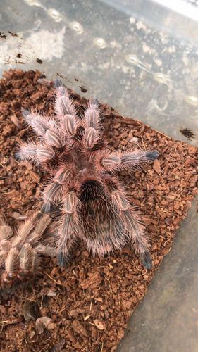 另类玩具_新手好养智利火玫瑰2-10厘米红玫瑰温顺蜘蛛另类宠物活体小