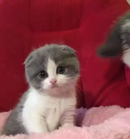 英国短毛猫价格