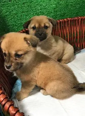 中华田园犬土狗活体幼犬混血串大中小型宠物狗泰迪金毛哈士奇￥3204折