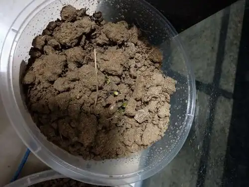 第八天的时候,我发现油菜发芽了