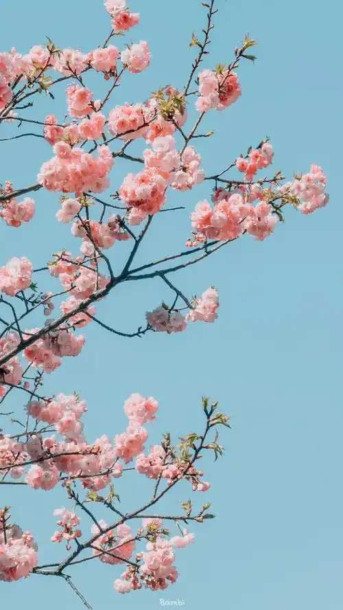 桃花- 堆糖,美图壁纸兴趣社区